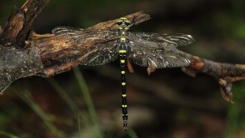 Egy hét egy faj 5. - A 40 éves Mátrai Tájvédelmi Körzetet ünnepeljük