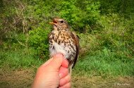 Októberi madárgyűrűzés a Szitakötő Háznál