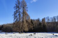 Évindító madárgyűrűzés Jávorkúton