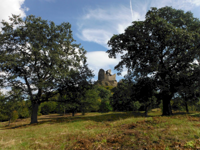 A helyreállított hollókői fás legelő