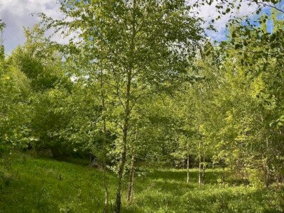 Budai Roxana_240427_6