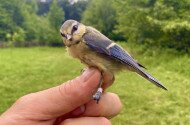 Októberi madárgyűrűzés a Szitakötő Háznál