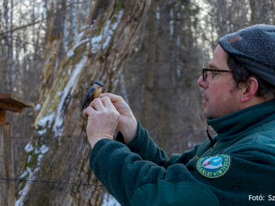 Madárgyűrűzés 1